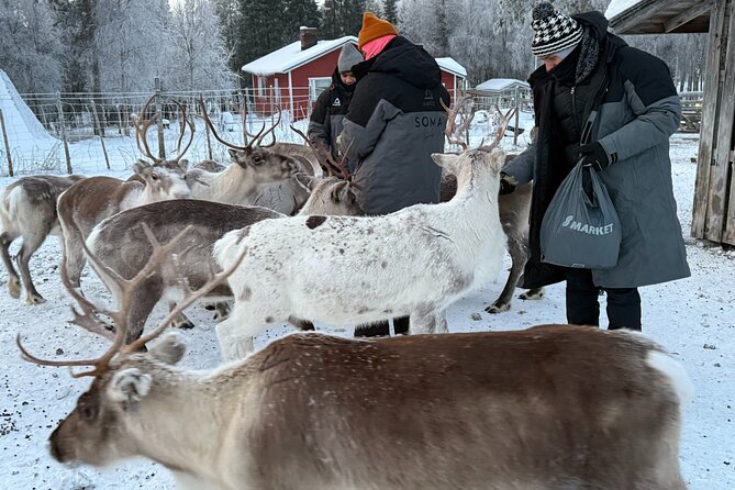 Authentic Reindeer Experience and Ice Fish with Lunch in the Wild - Getting back to Levi: the return drive and end-of-day rhythm