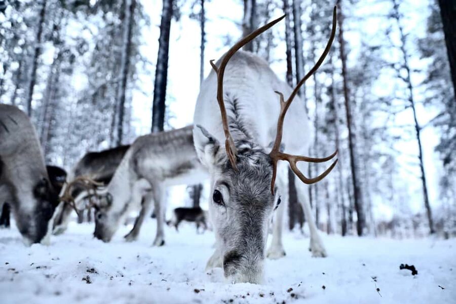 Authentic Reindeer Experience with Private Transportation - Nuuksio reindeer country, close enough for a half-day