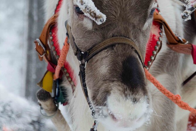 Authentic Reindeer Farm Experience in Rovaniemi - Key highlights at a glance