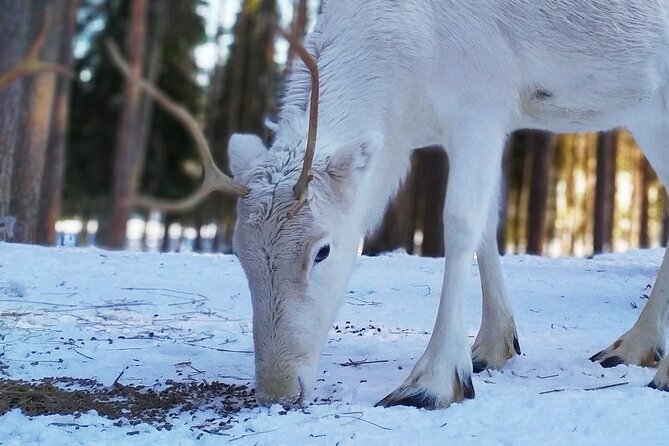 Authentic Reindeer Farm Experience in Rovaniemi - Morning reindeer feeding in Rovaniemi, the timing that makes it feel real