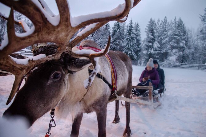 Authentic Reindeer Farm Experience in Rovaniemi - Price and value: what $120.15 gets you in a real-farm visit