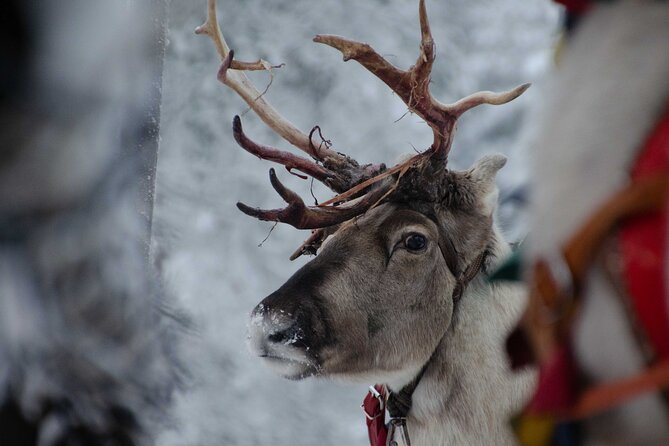 Authentic Reindeer Farm Experience in Rovaniemi - Who this tour fits best (and who should look at a longer safari)