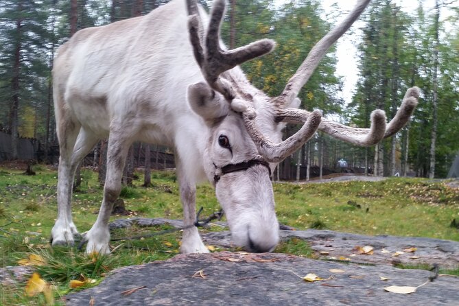 Authentic Reindeer Farm Experience in Rovaniemi - Weather matters, and the pace stays calm when conditions are good
