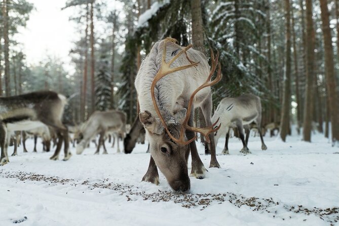 Authentic Reindeer Farm Experience in Rovaniemi - Meeting the herders and learning reindeer farming culture, with Herve leading