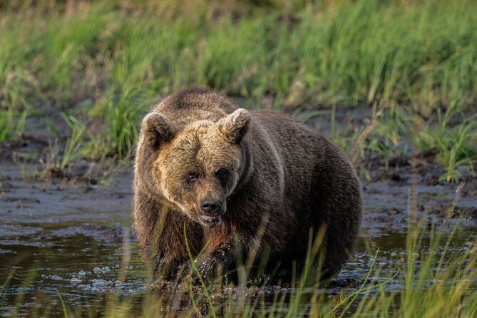 Bear and Arctic Animals 2 Day Trip from Rovaniemi - Key highlights to know before you go