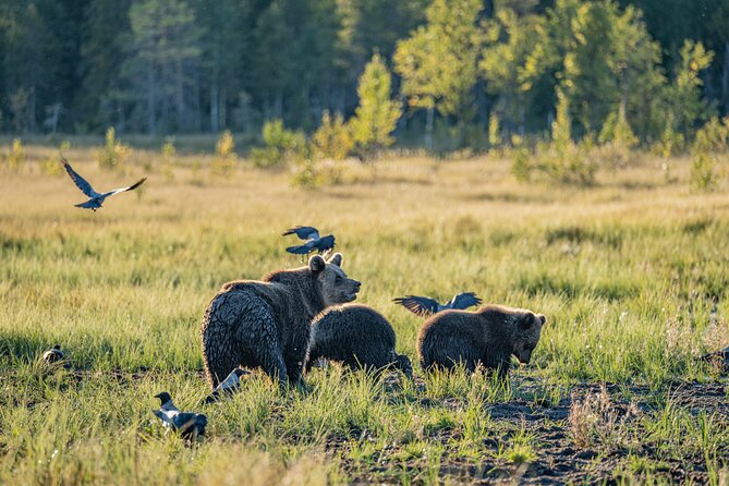 Bear and Arctic Animals 2 Day Trip from Rovaniemi - The bear hide overnight: why this trip works