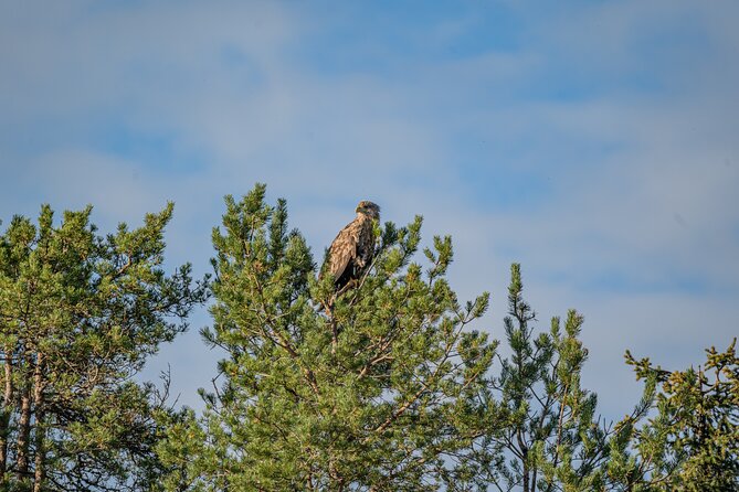 Bear and Arctic Animals 2 Day Trip from Rovaniemi - Kuusamo bear-watching day: the long stretch that sets up the night