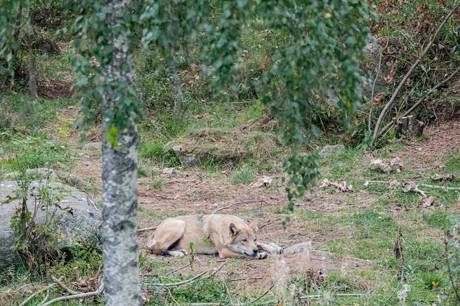 Bear and Arctic Animals 2 Day Trip from Rovaniemi - Day 2 at Ranua Wildlife Park: a smart follow-up to the wild night