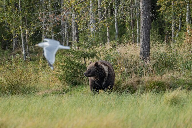 Bear and Arctic Animals 2 Day Trip from Rovaniemi - What you are paying for: price, value, and a small-group format