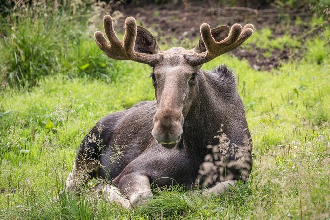 Bear and Arctic Animals 2 Day Trip from Rovaniemi - Comfort and common-sense tips for an overnight wildlife trip