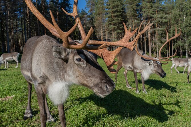 Bear and Arctic Animals 2 Day Trip from Rovaniemi - Who this trip is perfect for, and who should rethink it