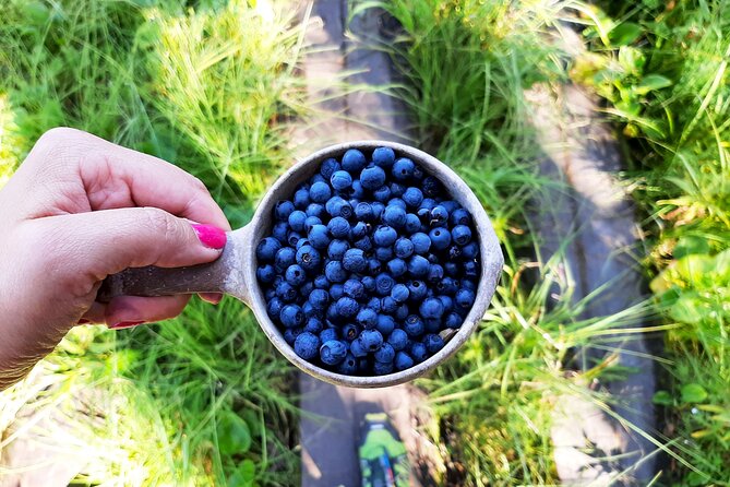 Berry Picking in a National Park - Lakeside campfire lunch, Finnish-style comfort food