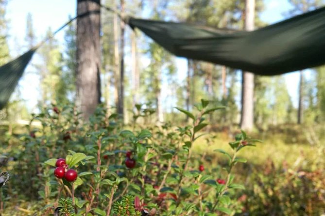 Cocooning in the HaliPuu forest: The ultimate Arctic hammock relaxation - Warm Blackcurrant Juice and a Savory Snack Stop