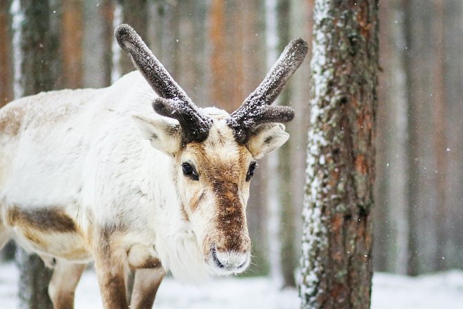 Cross-Country Skiing Trip - Half-day at 10 AM or 2 PM, plus the longer full day