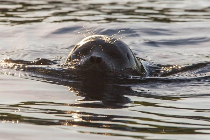 Cruise in Puumala by Lake Saimaa - Key Things That Make This Puumala Cruise Worth Your Evening