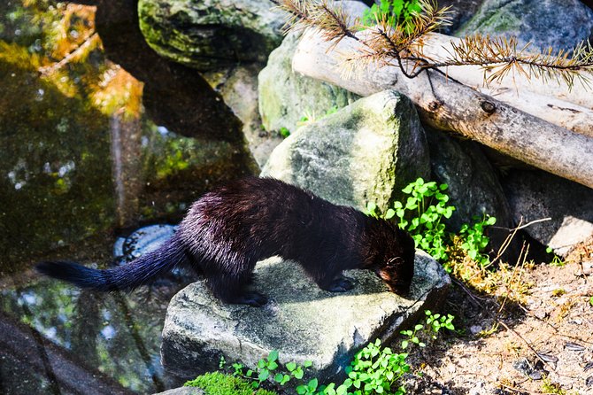 Day Trip to Ranua Arctic Wildlife Park from Rovaniemi - Ranua Zoo in a Nutshell: What You’ll See in 6 Hours