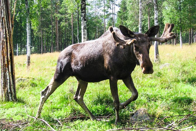 Day Trip to Ranua Arctic Wildlife Park from Rovaniemi - Lunch and Snacks: Staying Comfortable in Winter
