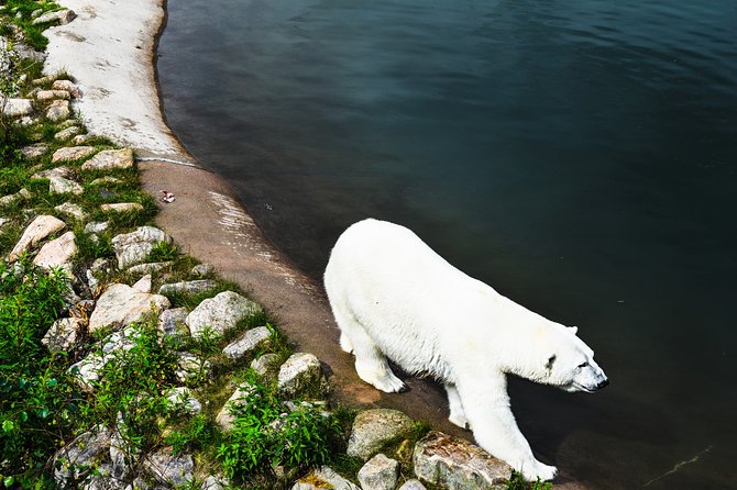 Day Trip to Ranua Arctic Wildlife Park from Rovaniemi - Who This Tour Suits Best (and Who Might Want Alternatives)