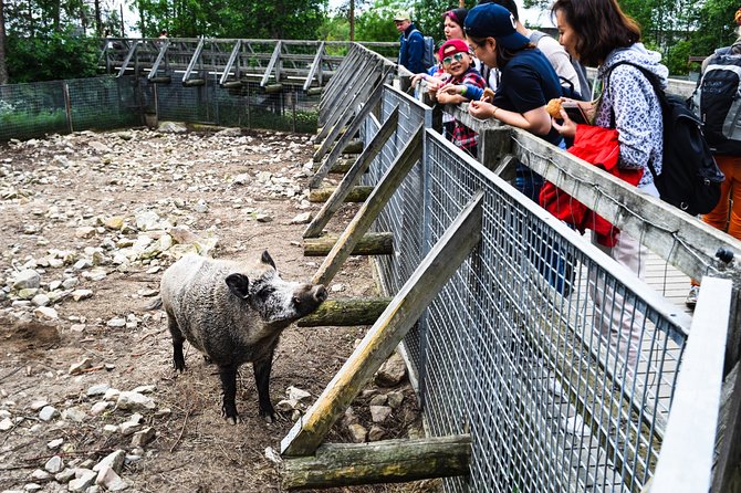 Day Trip to Ranua Arctic Wildlife Park from Rovaniemi - How Much It Costs and What Makes It Worth the Money