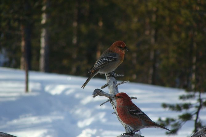 Explore Winter Woods: Snowshoe walk with local Biologist - Why Inari winter woods feel different with Terhi and Arto guiding