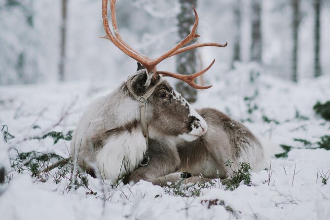 Family day: Reindeer, Husky and Snowmobiling in Levi - What this Levi Family Day is really like