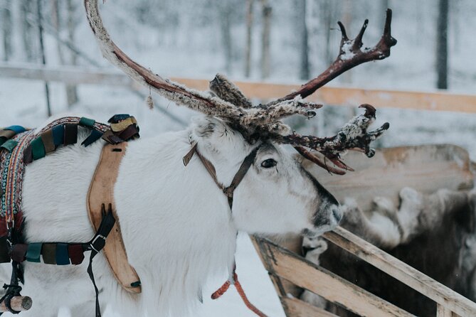 Family day: Reindeer, Husky and Snowmobiling in Levi - Lunch in a kota: warmth that actually helps the second half