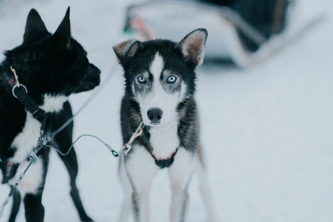 Family day: Reindeer, Husky and Snowmobiling in Levi - Snowmobiling: the fun part, plus the rules you must know