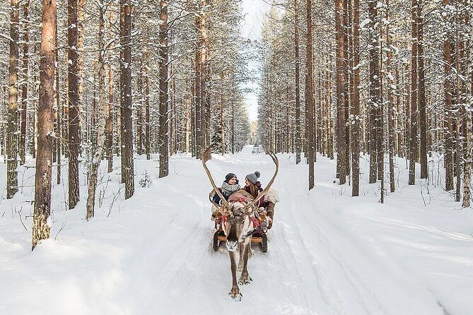 Forest Trail Reindeer Safari - Rovaniemi’s reindeer sleigh ride, with less fuss