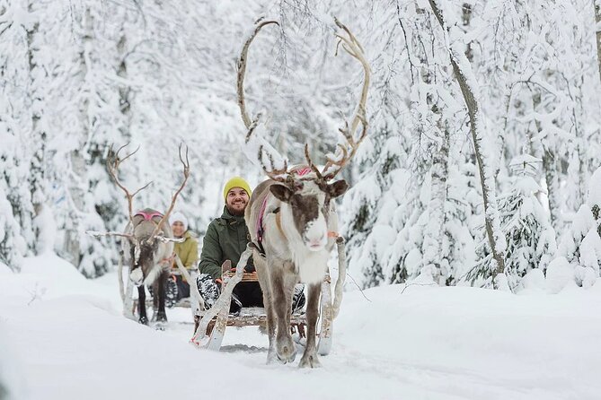 Forest Trail Reindeer Safari - The forest trail sleigh ride: short, classic, and actually fun