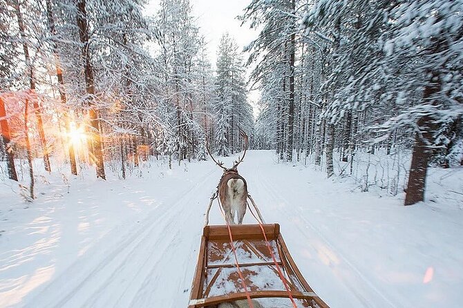 Forest Trail Reindeer Safari - Feeding the reindeer and hearing the herders’ stories