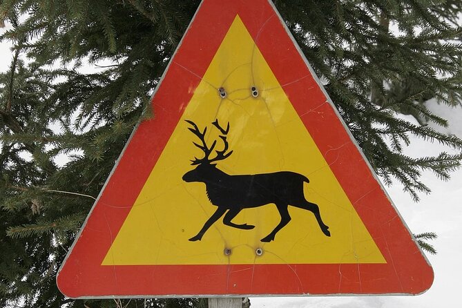 Forest Trail Reindeer Safari - Nordic Unique Travels: what you do first and why it matters