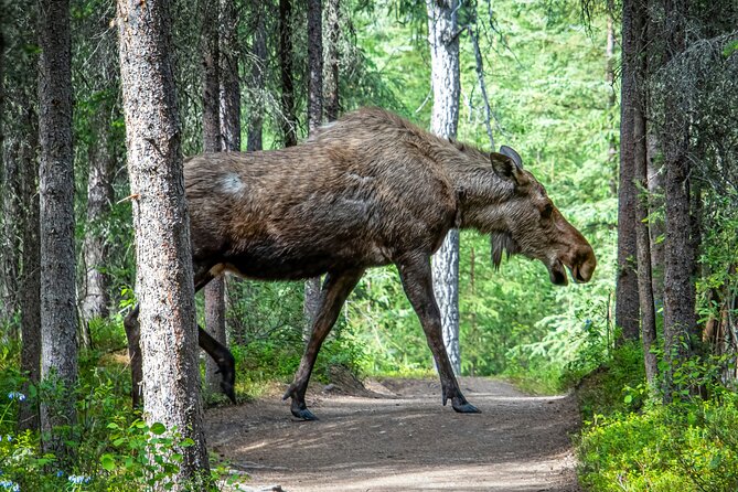 From Helsinki: Moose Safari with Campfire Dinner - Quick highlights