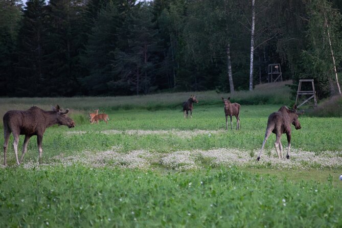 From Helsinki: Moose Safari with Campfire Dinner - The campfire dinner and warm snacks, the comfort piece that makes it work