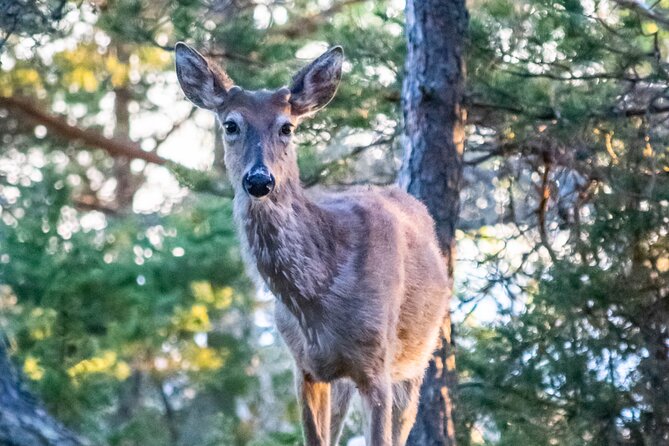 From Helsinki: Moose Safari with Campfire Dinner - Timing, what 5 hours feels like on the ground