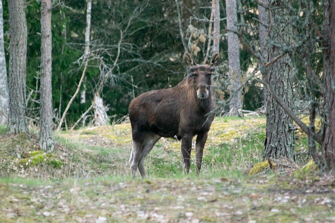 From Helsinki: Moose Safari with Campfire Dinner - What is included, and what you should plan to bring