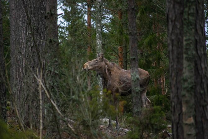 From Helsinki: Moose Safari with Campfire Dinner - Price and value: what $156.89 actually covers