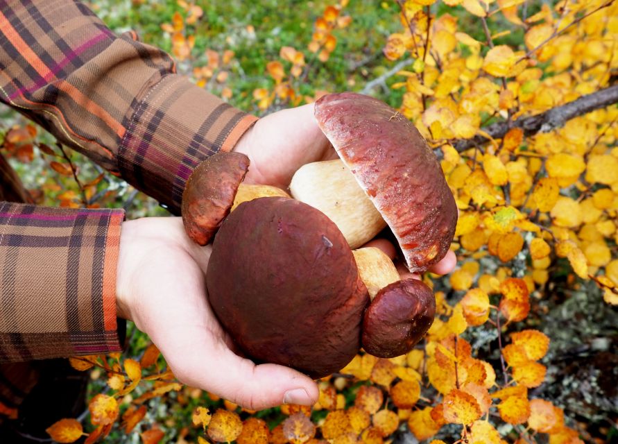 From Helsinki: Mushroom Hunting Tour in a National Park - Chanterelles are the star, and the guide shows how to think