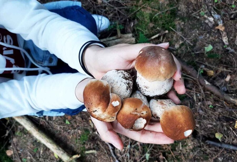 From Helsinki: Mushroom Hunting Tour in a National Park - Value check: does $182 make sense for a mushroom hunt day?