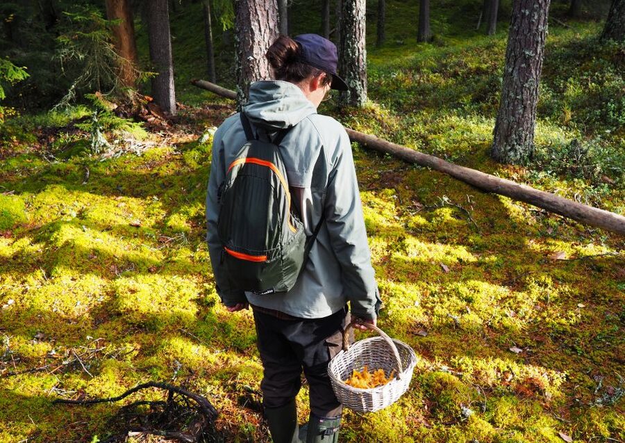 From Helsinki: Mushroom Hunting Tour in a National Park - Who this tour is perfect for