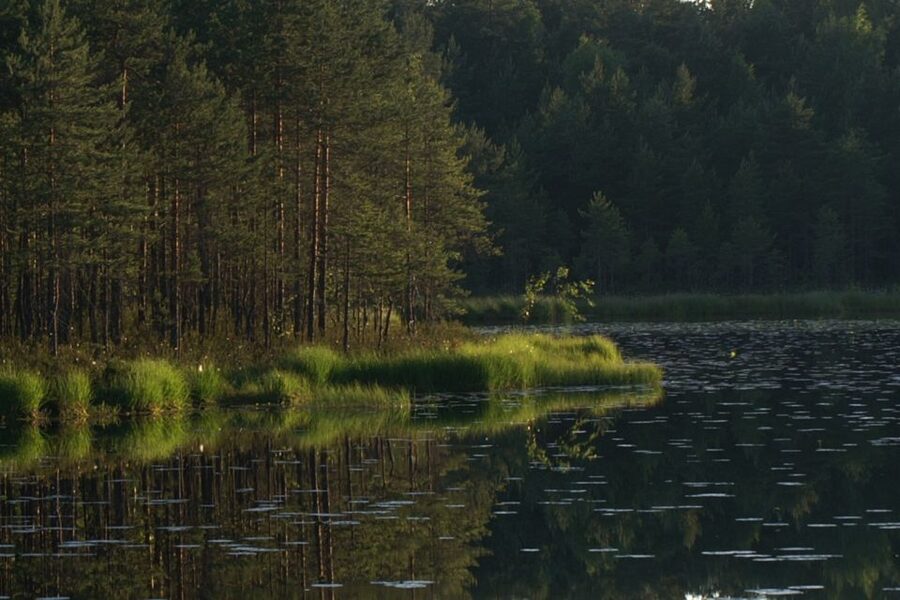 From Helsinki: Nuuksio National Park Half-Day Trip - What a biologist-naturalist guide changes for your walk