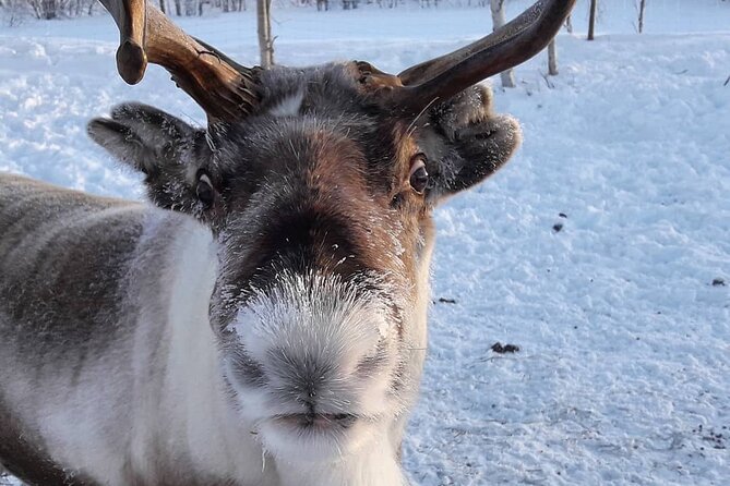 From Ivalo: Ice Fishing Safari to Lake Inari, reindeers & lunch - Price and Value: Is $186 Worth It?
