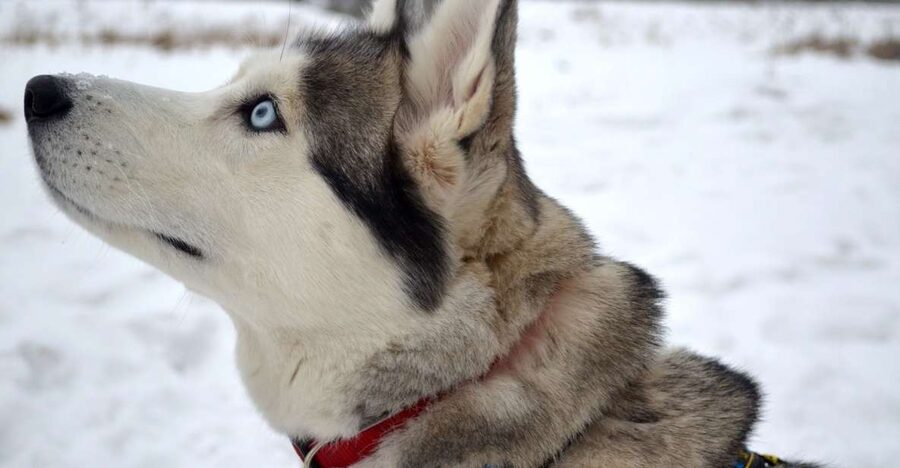 From Rovaniemi: 5km passenger Husky Sleigh Ride - Sled time: husky energy, seating comfort, and real-world tips