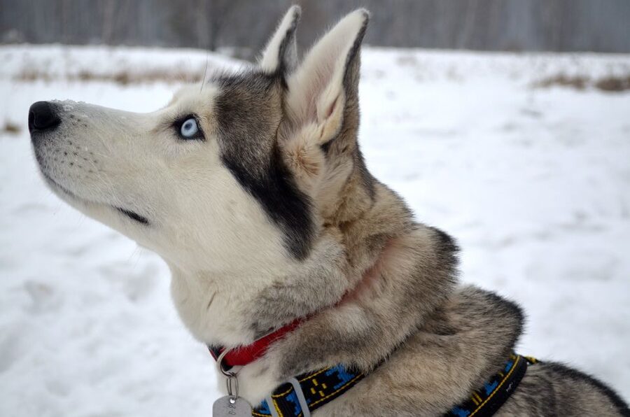 From Rovaniemi: 5km passenger Husky Sleigh Ride - Guide experience and language: how it affects your day