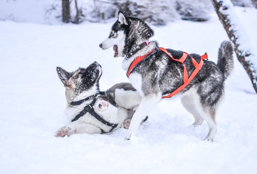 From Rovaniemi: 5km passenger Husky Sleigh Ride - Booking checklist so you get the ride you expect