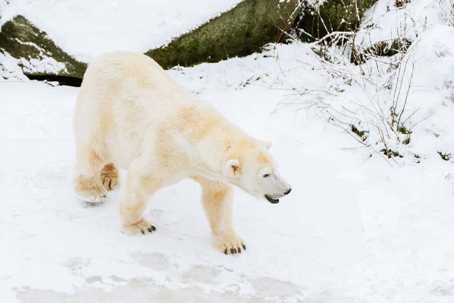 From Rovaniemi: Family Friendly Visit to Ranua Wildlife Park - Polar bear viewing with context, not just a photo stop