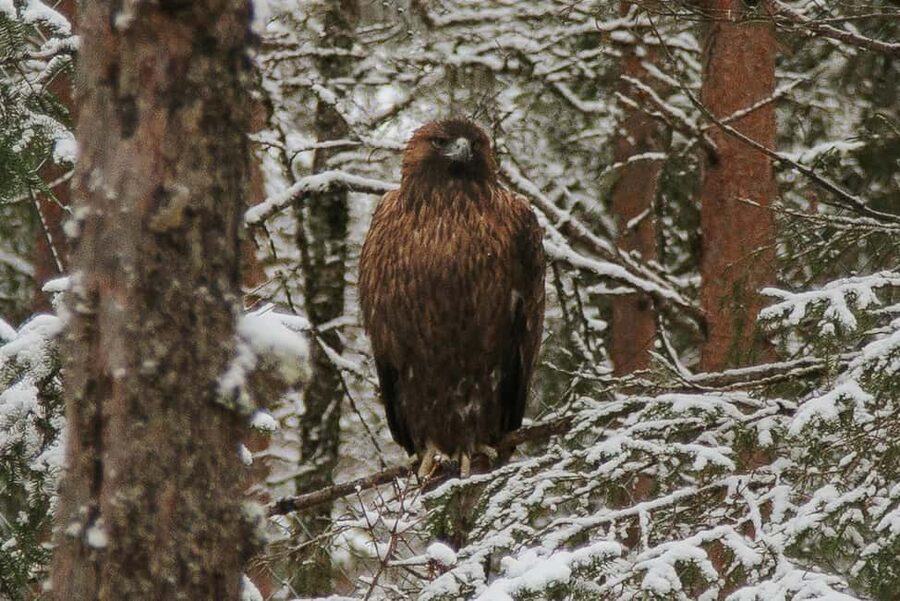 From Rovaniemi: Family Friendly Visit to Ranua Wildlife Park - What you actually get for the price, and what to bring