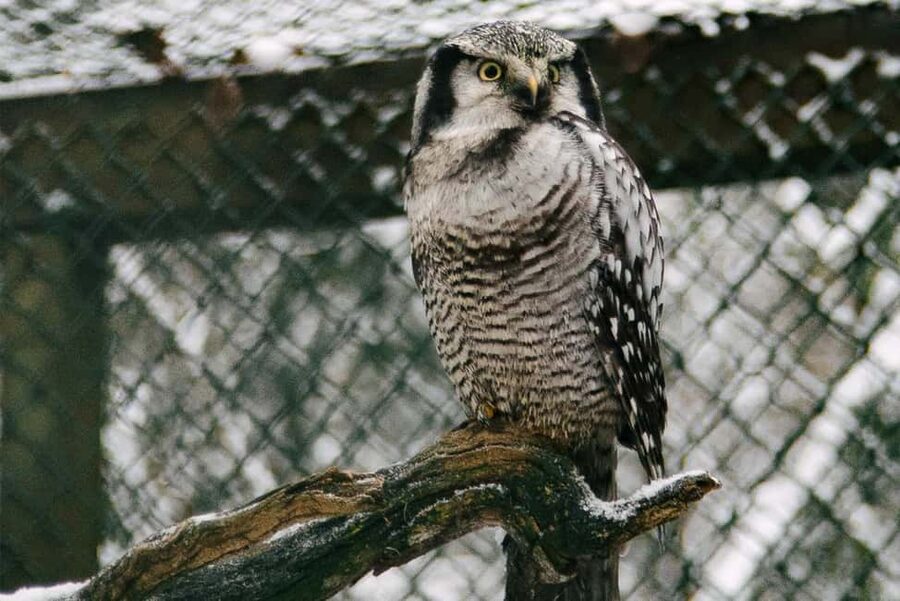 From Rovaniemi: Family Friendly Visit to Ranua Wildlife Park - Should you book Ranua Wildlife Park from Rovaniemi?