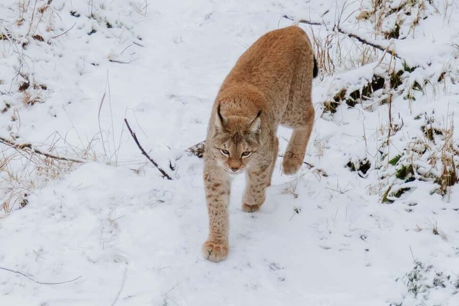 From Rovaniemi: Family Friendly Visit to Ranua Wildlife Park - Ranua Wildlife Park on guided walking paths, 50+ Arctic species