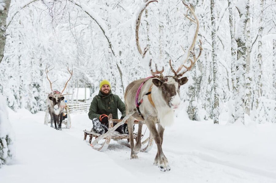 From Rovaniemi: Husky and Reindeer farm with sled ride - Husky and reindeer time in Rovaniemi, without the full-day grind