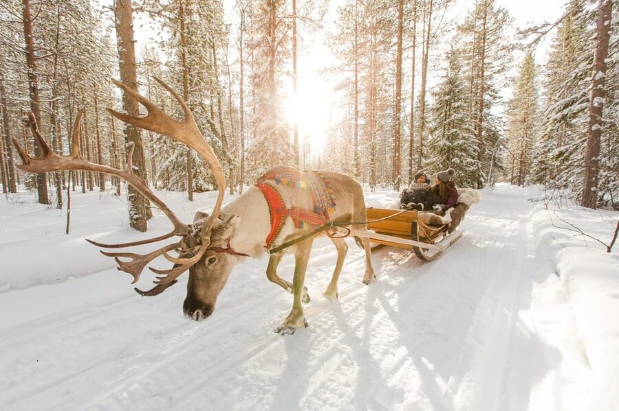From Rovaniemi: Husky and Reindeer farm with sled ride - The husky farm: welcome, safety briefing, then your short 800m sled ride
